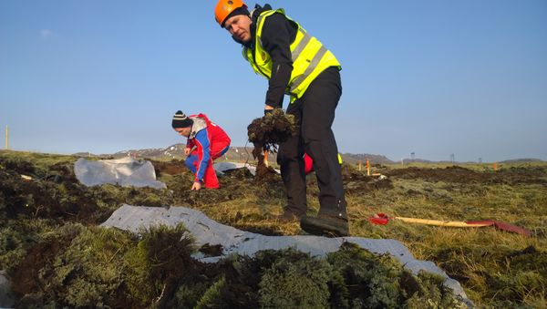 Mosa safnað með heygaffli á gjafasvæði á Hellisheiði. (Ljósm. Magnea Magnúsdóttir).