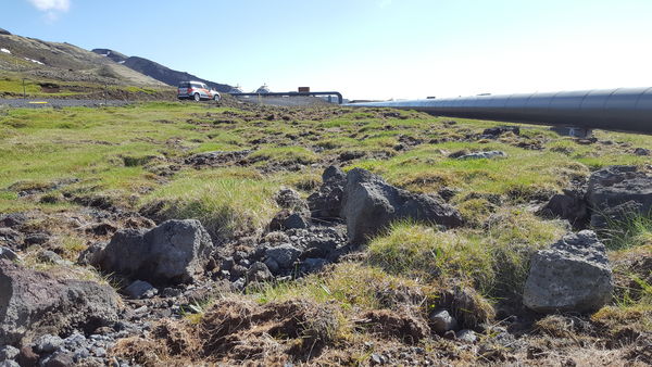 Sama svæði með gróskumiklum gróðurtorfum ári eftir að þær voru endurlagðar í svæðið. (Ljósm. Magnea Magnúsdóttir).