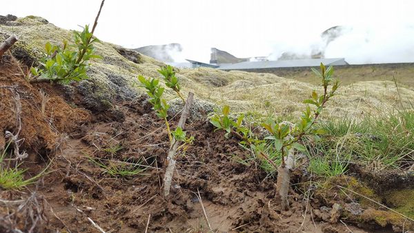 Víðigræðlingar á Hellisheiði, tveimur árum eftir gróðursetningu. (Ljósm. Magnea Magnúsdóttir).