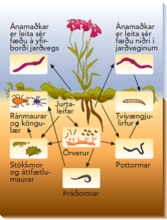 Lífverur í svarðlagi